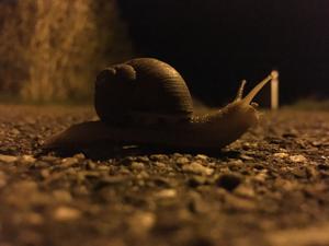 Eine Weinbergschnecke