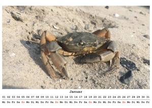 Gemeine Strandkrabbe
