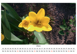 Foster-Tulpe