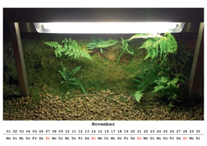 Farne unter einer Lampe in der Binghöhle