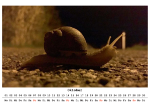 Weinbergschnecke