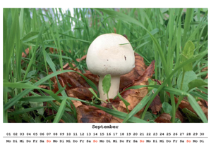Wiesen-Champignon