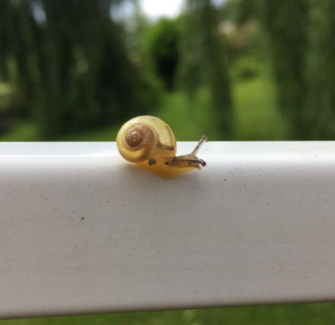Eine junge Schnecke