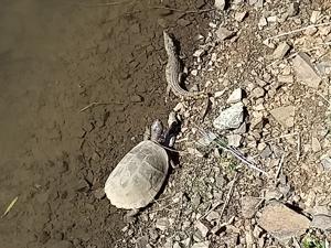 Schildkröte und Krokodil