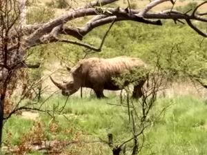Nashorn