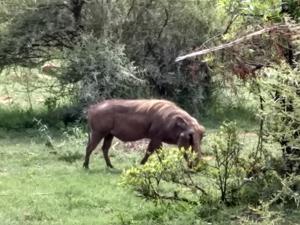 Warzenschwein