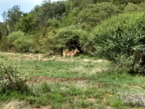 Impala