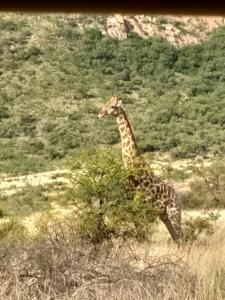 Giraffe
