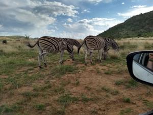 Zebras
